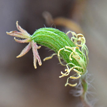 Platystemon californicus, Creamcups